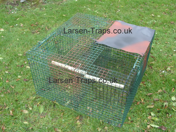 Magpie trap Larsen trap SINGLE top CATCH UK made by The TrapMan  FREE DEL 