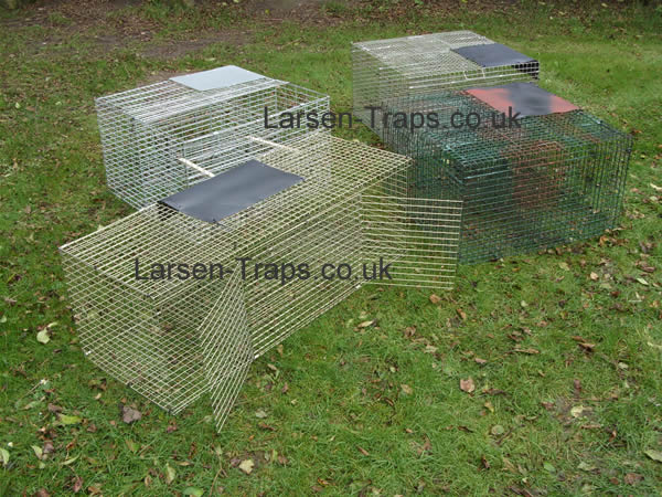 larsen traps