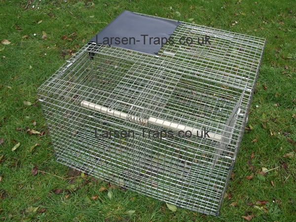 magpie trap